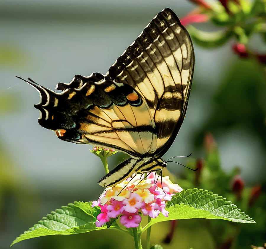 Swallowtail Butterfly drinking from a Lantana Digital Art by Ed Stines