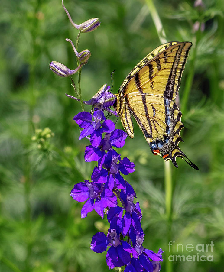 Swallowtail Butterfly Enjoying Larkspur Photograph by Priscilla Burgers
