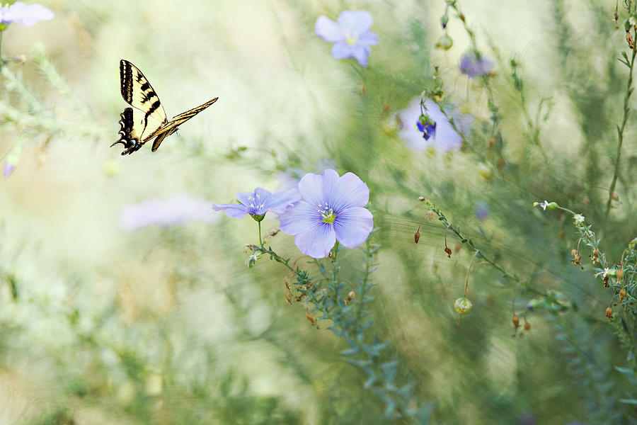 Swallowtail Butterfly In Flax Garden Photograph by Susangaryphotography