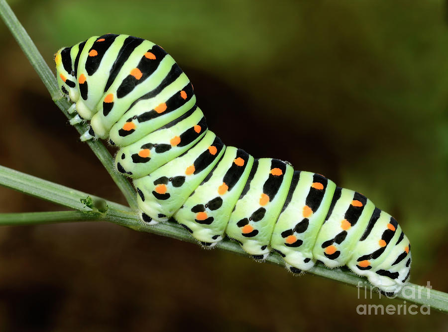 Swallowtail Butterfly Larva Photograph by Nigel Downer/science Photo Library