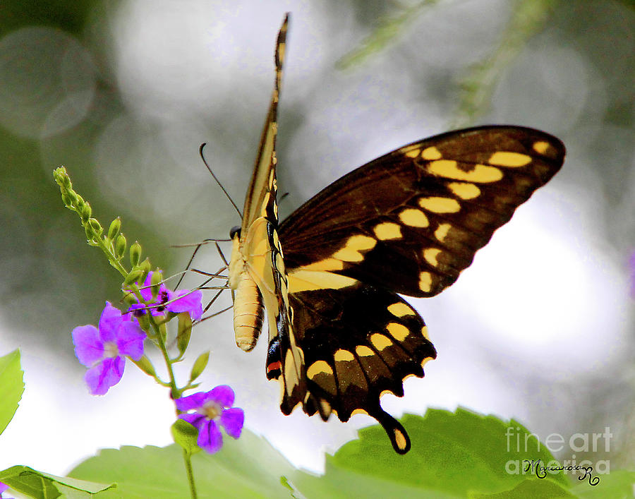Swallowtail Butterfly Photograph by Mariarosa Rockefeller