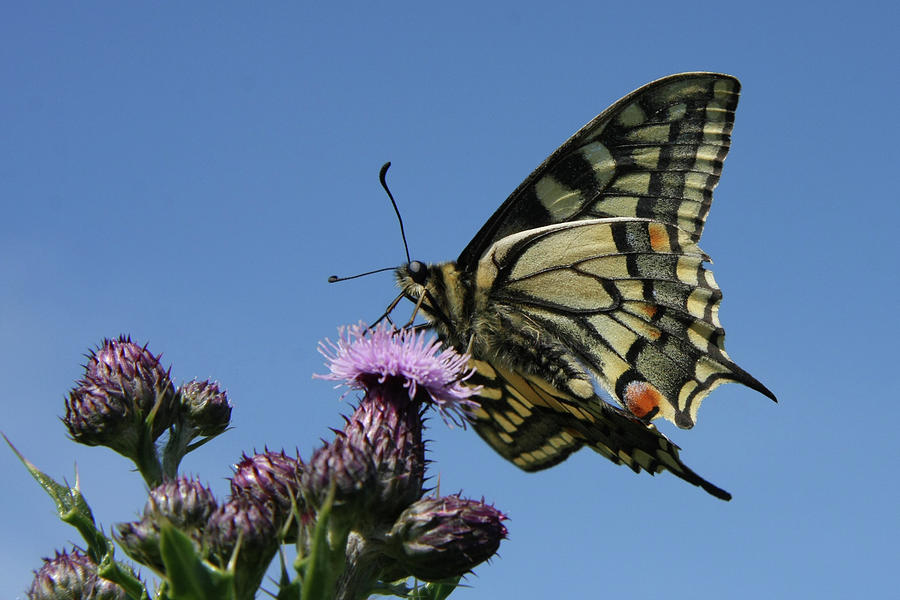 Swallowtail Butterfly Photograph by Martin Brewster