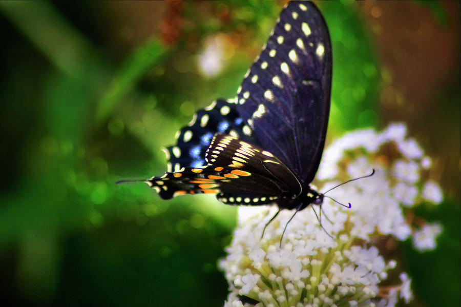 Swallowtail Butterfly Photograph by Pheasant Run Gallery