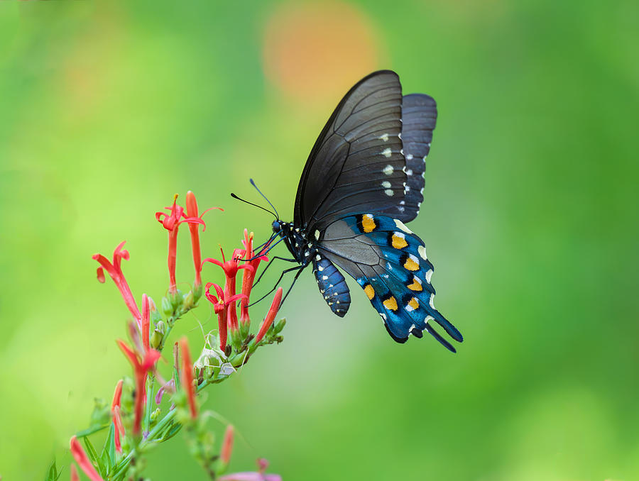 Nature Photograph - Swallowtail Butterfly by Mike He