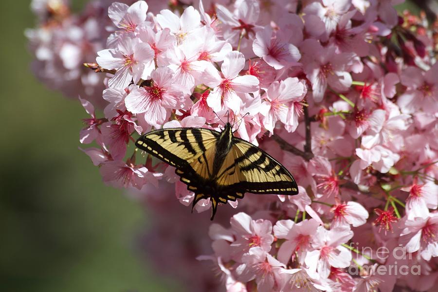 Swallowtail Butterfly on Cherry Blossoms Photograph by Ruth Jolly