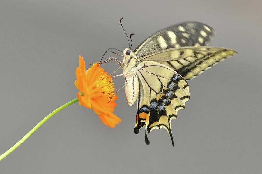 Swallowtail Butterfly On Cosmos Flower Photograph by Etiopix