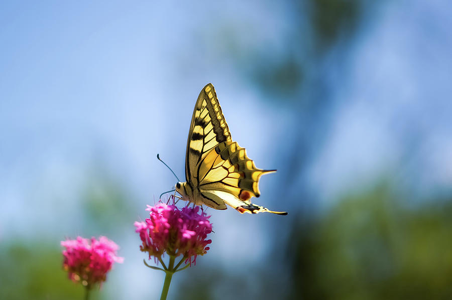 Swallowtail Butterfly On Pink Flower Photograph by Alexandre Fp