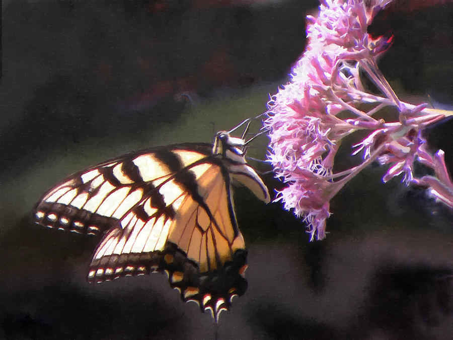 Swallowtail Butterfly On Pink Photograph by Sandi OReilly