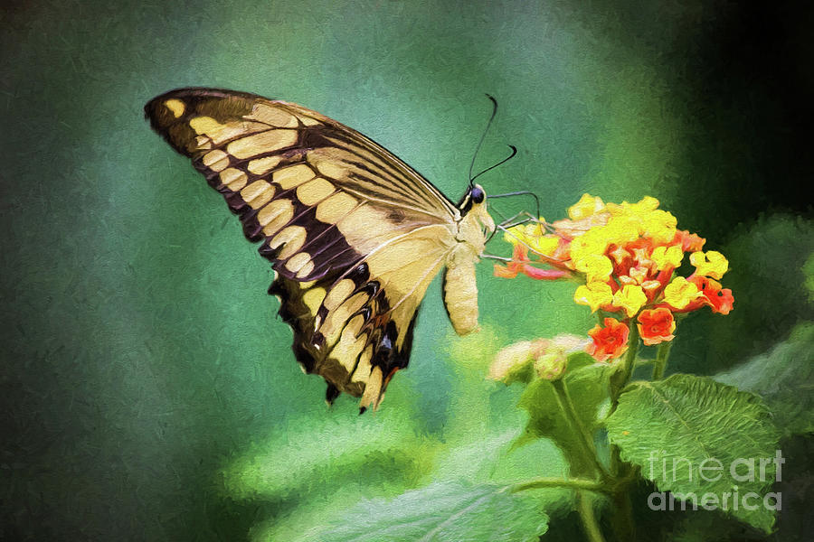 Swallowtail Butterfly Photograph by Sharon McConnell