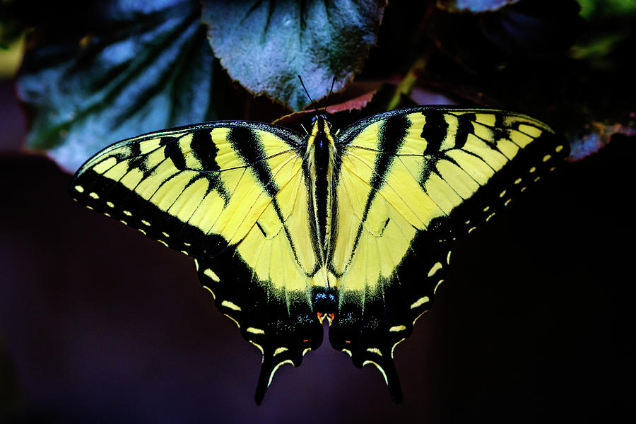 Swallowtail Butterfly Summer by Glenn DiPaola Swallowtail Butterfly Summer by Glenn DiPaola