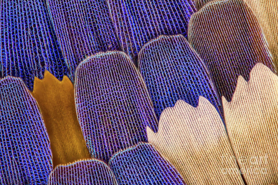 Swallowtail Butterfly Wing Scales Photograph by Gerd Guenther/science Photo Library