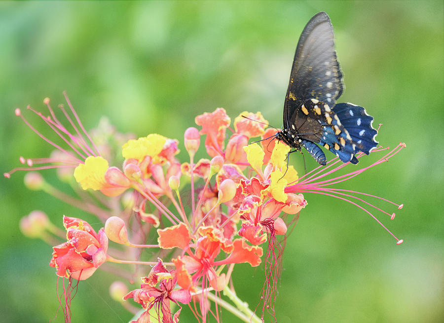 Swallowtail Butterfly Wings  Photograph by Saija Lehtonen