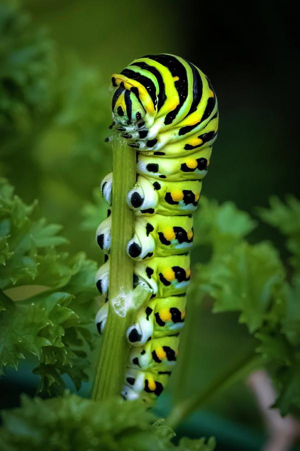 Swallowtail Caterpillar  Photograph by Terri Hart-Ellis