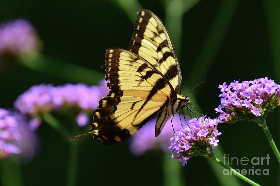 Swallowtail Photograph by Cindy Manero