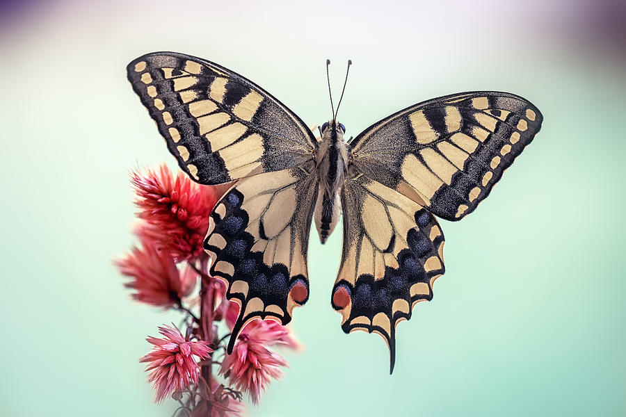 Butterfly Photograph - Swallowtail by Fabrizio Daminelli