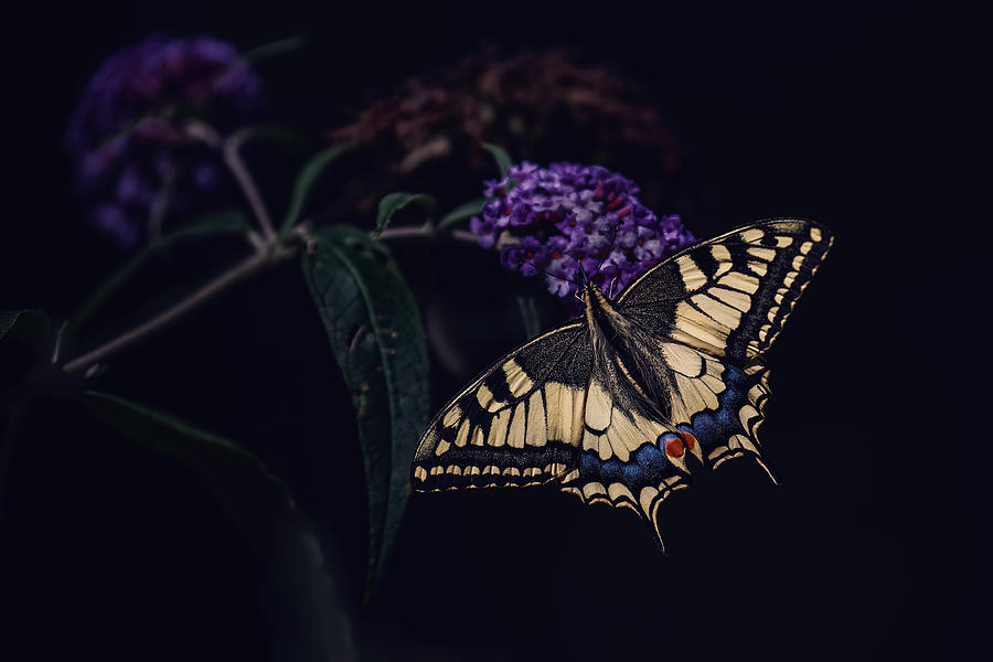 Swallowtail Photograph by Gert J Ter Horst