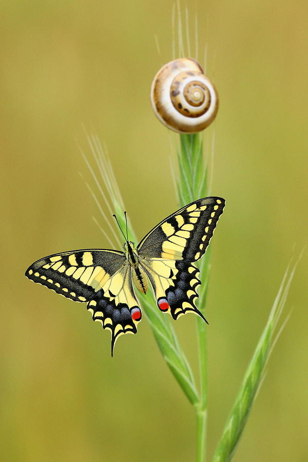Nature Photograph - Swallowtail by Hasan Baglar