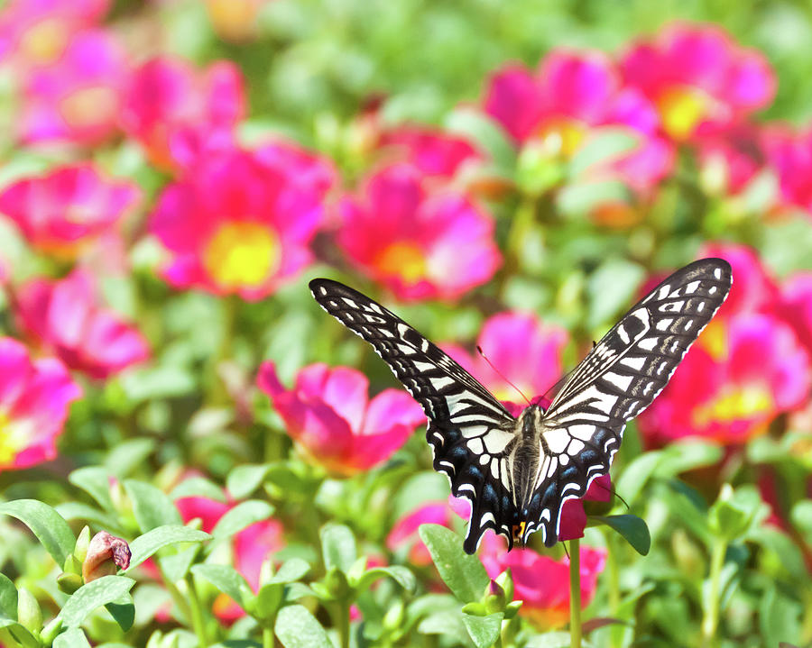 Flowers Still Life Photograph - Swallowtail by Hiroyuki Uchiyama