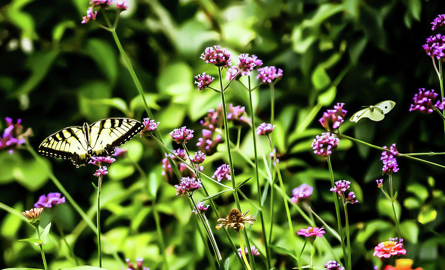 Swallowtail in a field of Purple Lantana Digital Art by Ed Stines
