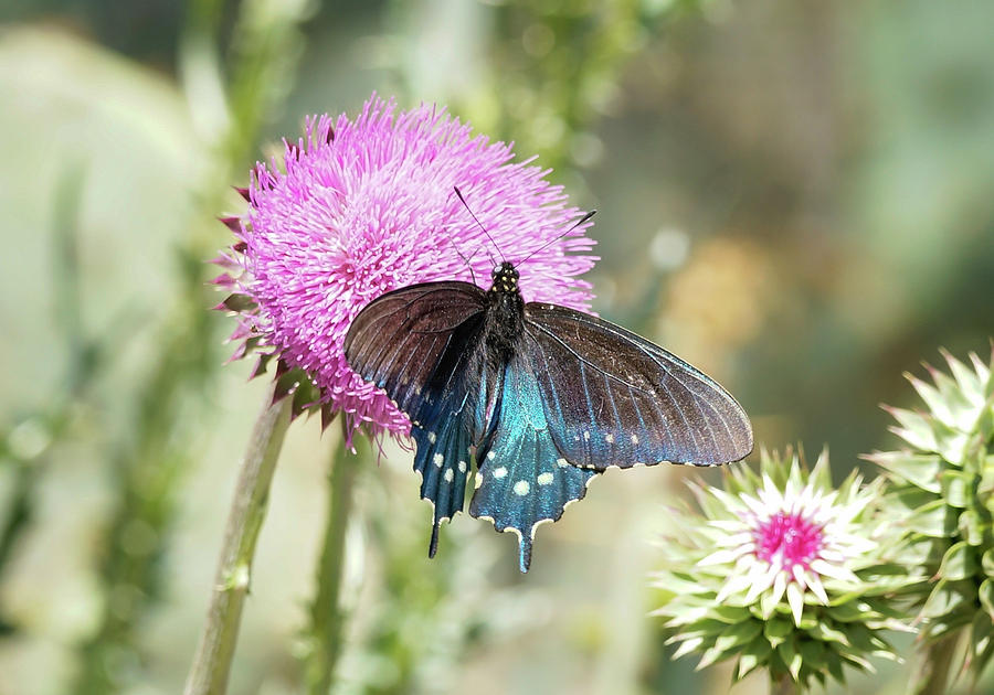 Swallowtail in Blue Photograph by Betty Depee