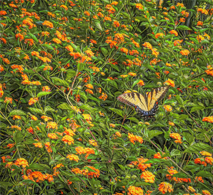 Swallowtail In Spring Photograph