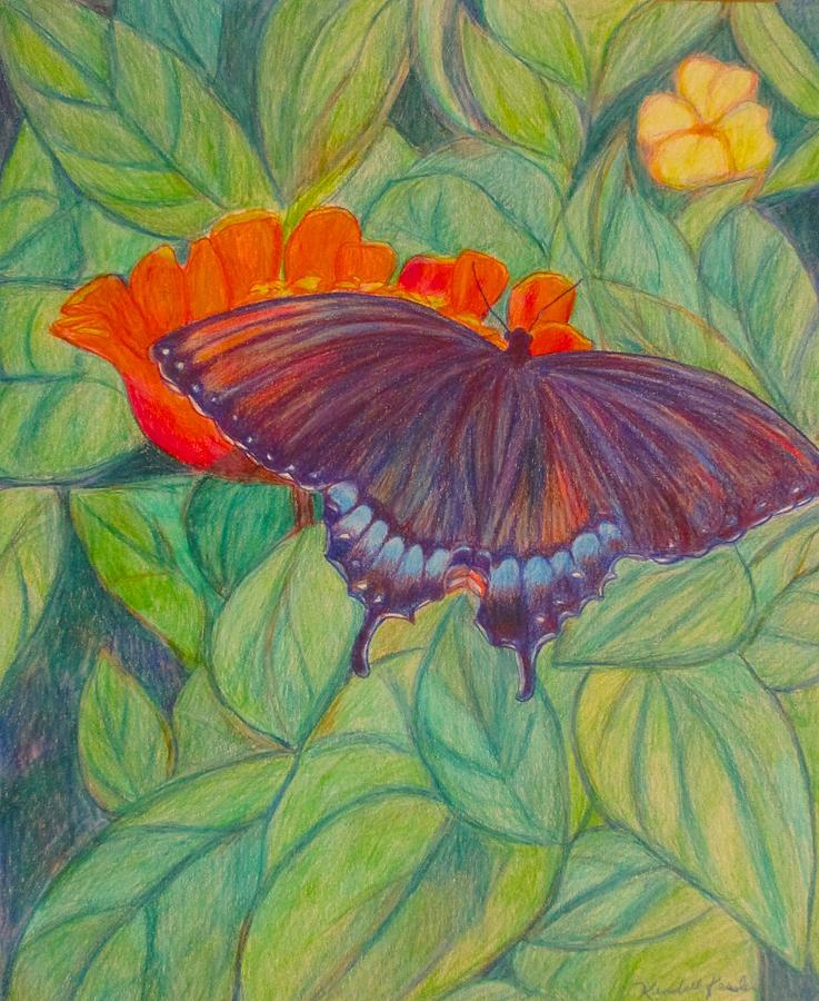 Swallowtail Drawing by Kendall Kessler