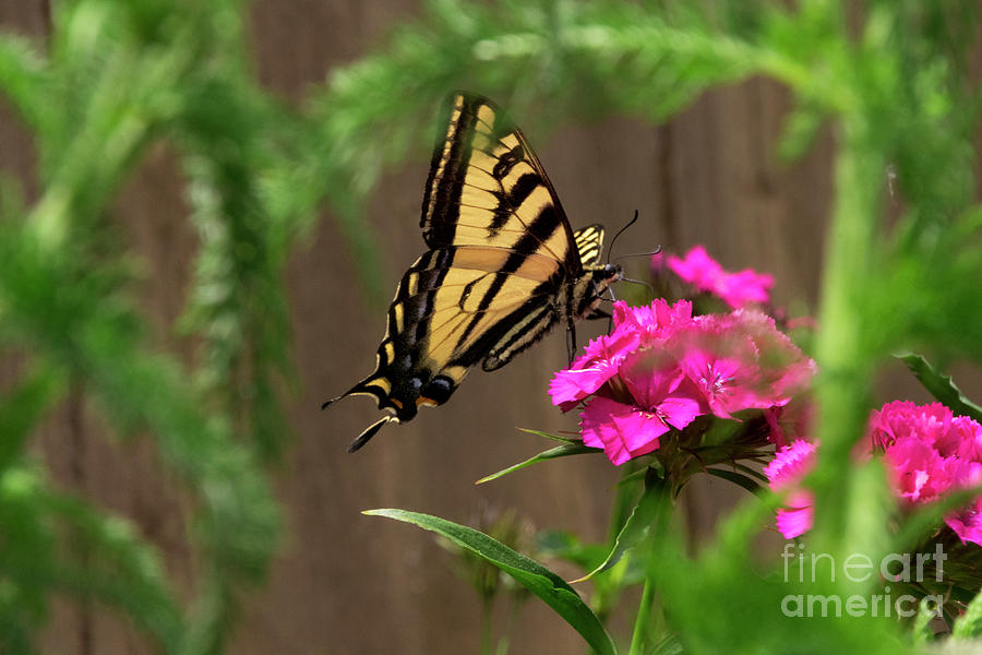 Swallowtail Photograph by Louise Magno