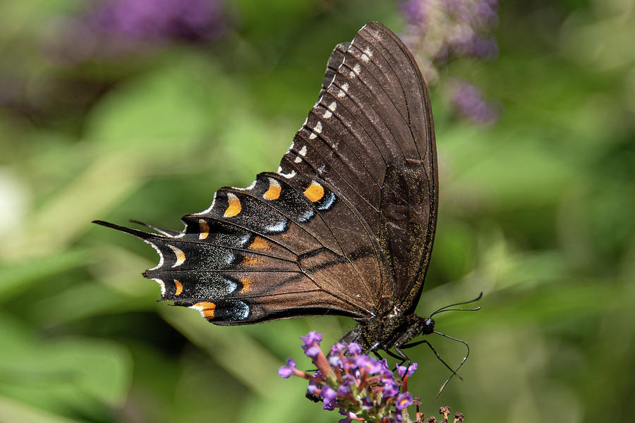 Swallowtail Photograph by Minnie Gallman