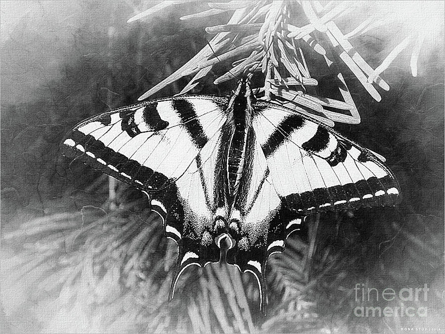 Tiger Swallow Tail Papilio Natural Habitat Bw Digital Art