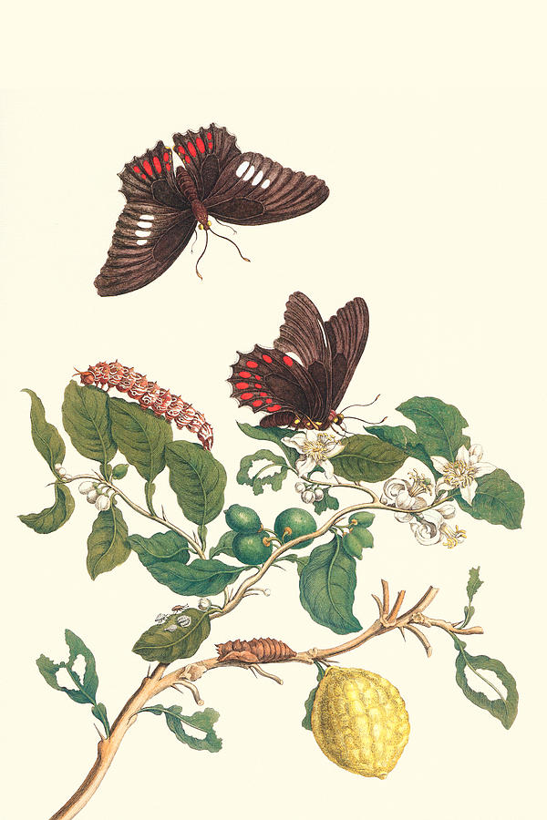 Swallowtail on a Mexican Lime Tree Painting by Maria Sibylla Merian Swallowtail on a Mexican Lime Tree Painting by Maria Sibylla Merian