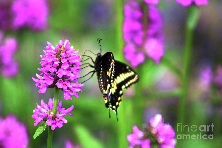 Swallowtail on a Nepata Photograph by Verana Stark