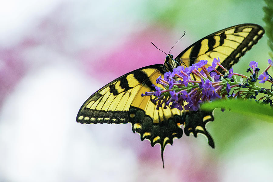 Swallowtail on Butterfly Bush 3 Photograph by Mary Ann Artz