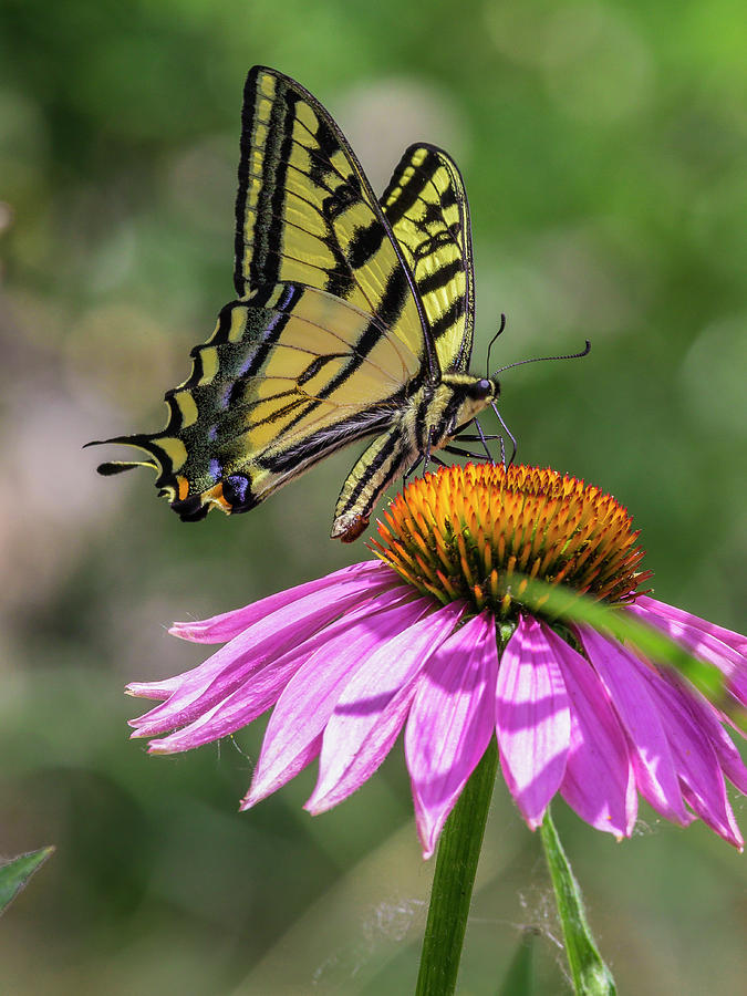 Swallowtail on Coneflower Photograph by Mark Mille
