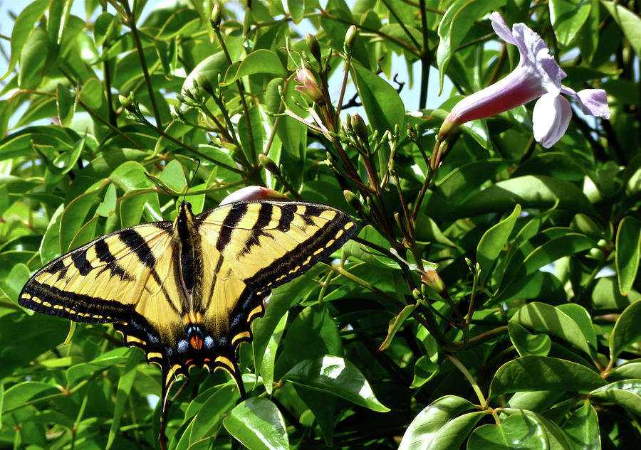 Swallowtail  on Mandevilla Photograph by Amelia Racca