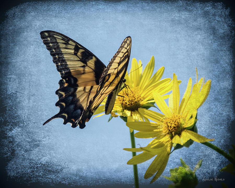 Swallowtail on Sunflower Photograph by Louise Reeves