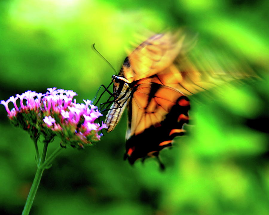 Nature Photograph - Swallowtail On The Go by Charles Shedd