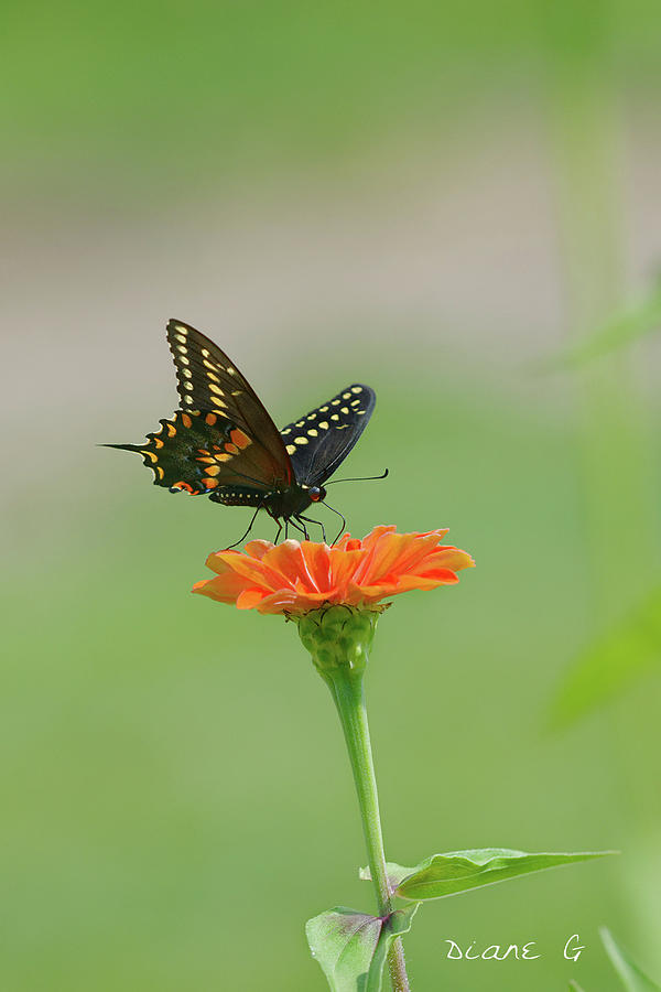 Butterfly Photograph - Swallowtail on Zinnia by Diane Giurco