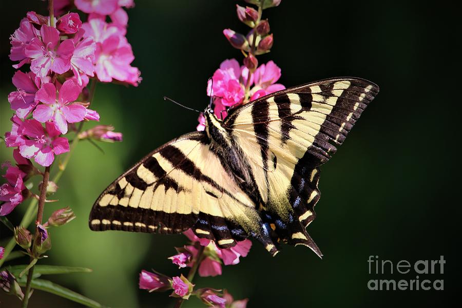 Nature Photograph - Swallowtail Pink Flowers by Nick Gustafson