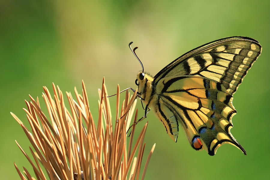 Butterfly Photograph - Swallowtail by Simun Ascic