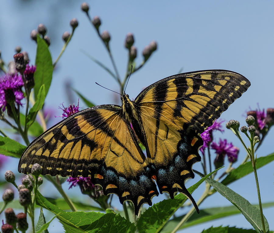 Swallowtail Up Close Photograph by Liz Albro