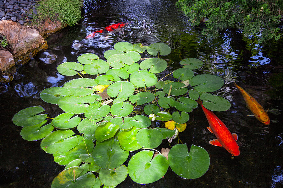  Koi Pond Reflection Photograph by Catherine Walters