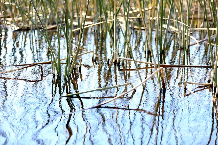 Swamp Abstract with Reeds and Blue Water Photograph by Carol Groenen