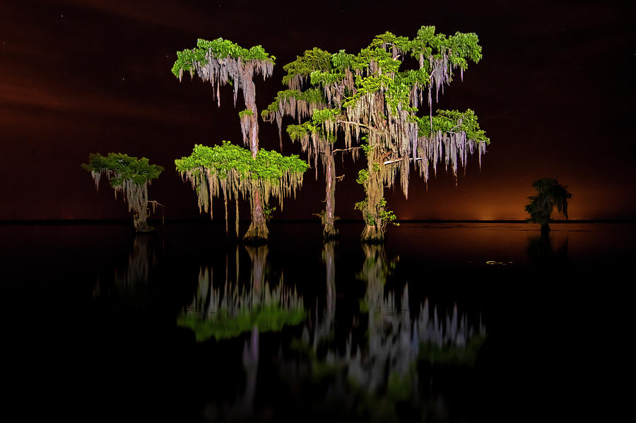 Swamp after dark by Andy Crawford Swamp after dark by Andy Crawford