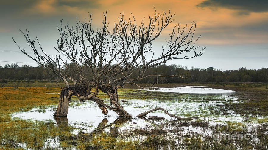 Swamp and dead tree Photograph by Hanna Tor