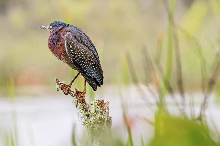 Swamp Bird Photograph by Ree Reid - Fine Art America