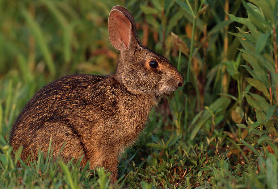 Swamp Cottontail Rabbit  Sylvilagus Photograph by Nhpa