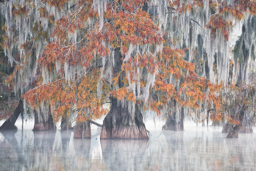 Tree Photograph - Swamp Cypress by Roberto Marchegiani