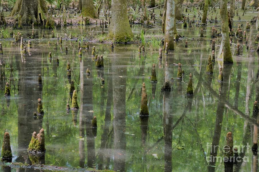 Swamp Cypress Roots Photograph by Groover Studios