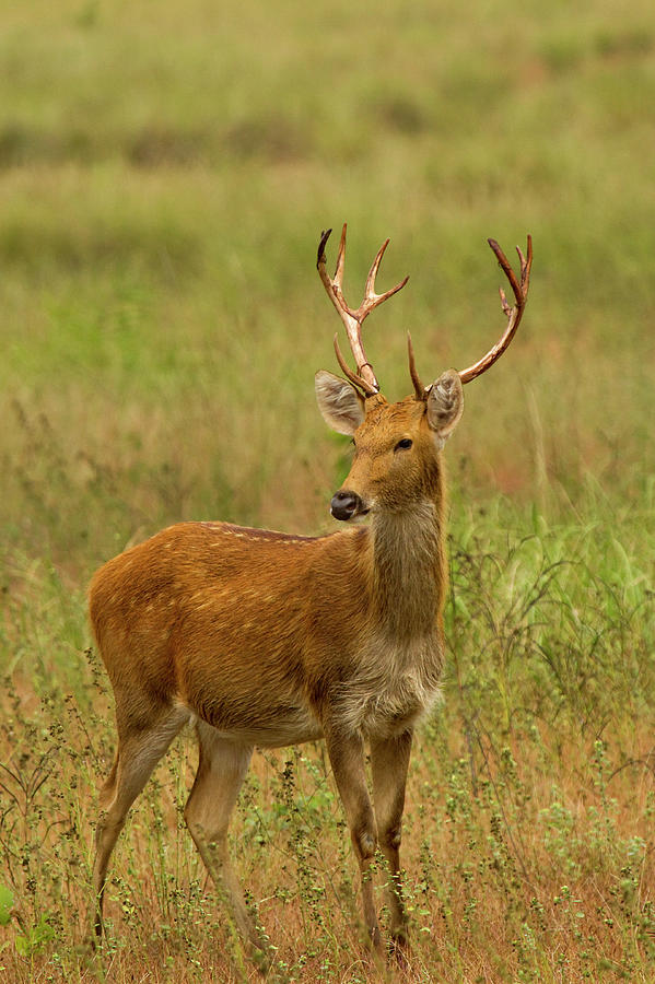 Swamp Deer Barasingha Photograph by Manish Singhal