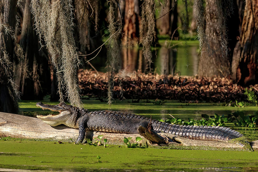 Swamp Gator Photograph by JASawyer Imaging